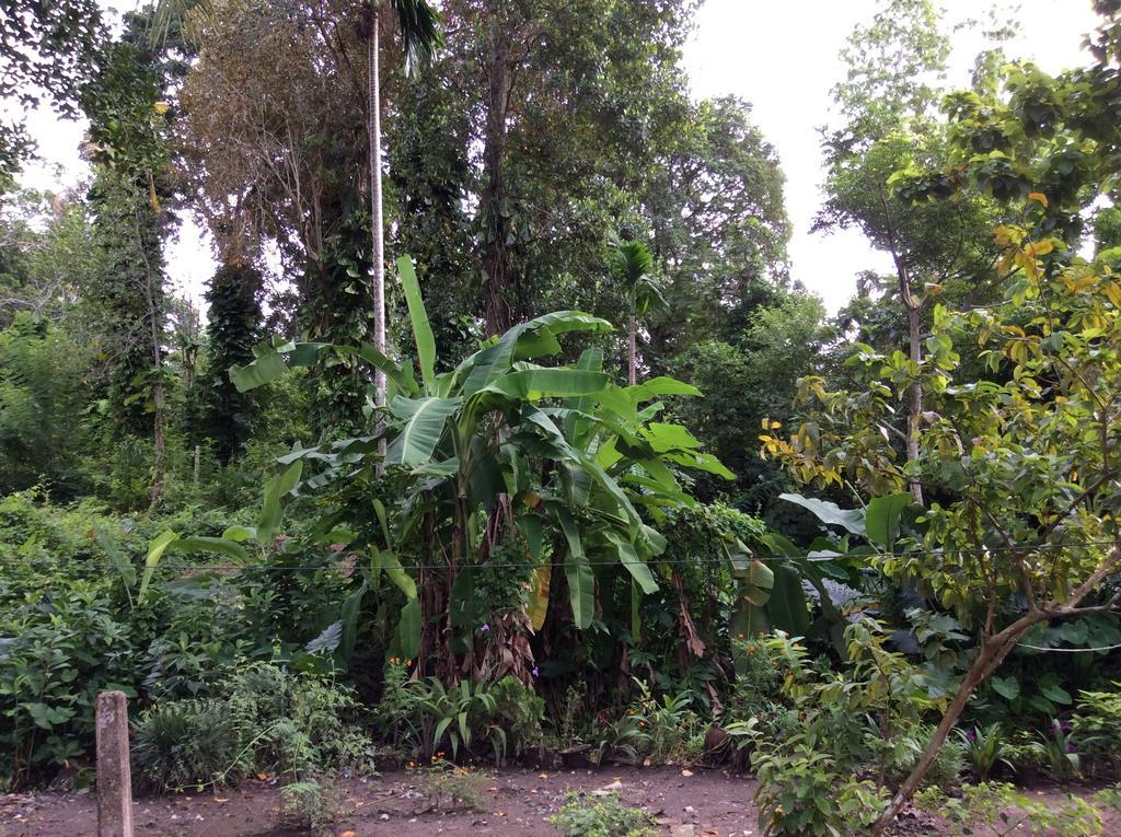 Fern Dale Weligama Quarto foto