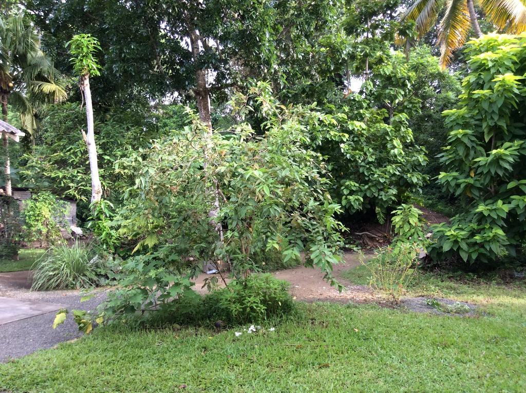 Fern Dale Weligama Quarto foto